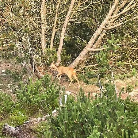 Unique Location On A Large Sunny Natural Plot Feriehus *