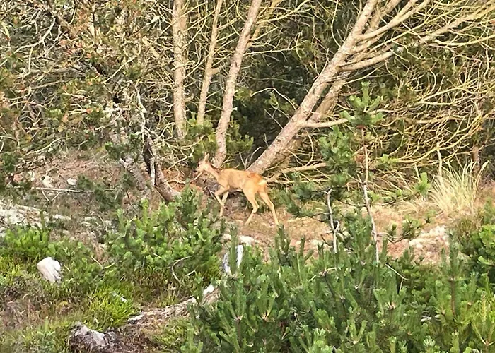 Unique Location On A Large Sunny Natural Plot 度假居 *