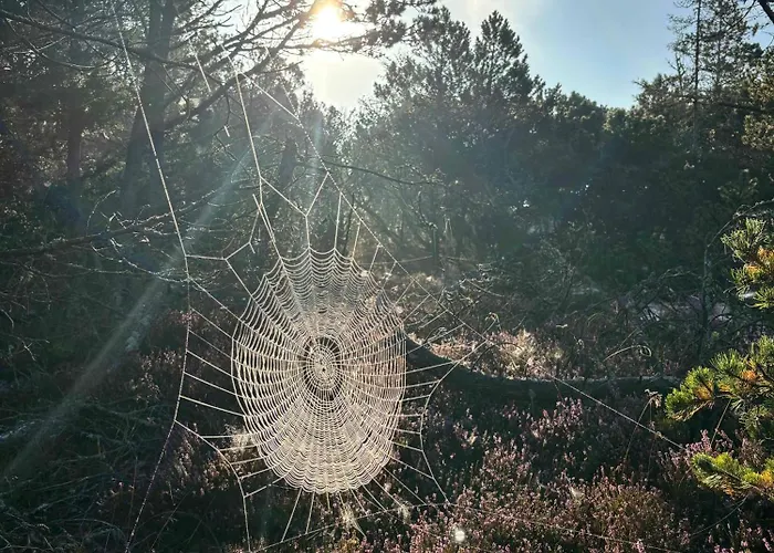 Unique Location On A Large Sunny Natural Plot *